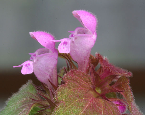 Purpurrote Taubnessel - Lamium purpureum - Blüten (Enrico Blasutto, CC BY-SA 3.0, via Wikimedia Commons)