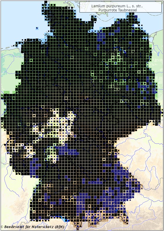Purpurrote Taubnessel - Lamium purpureum - Verbreitungsgebiet in Deutschland (Karte vom Bundesamt für Naturschutz, BfN, FloraWeb, abgerufen am 26.09.2022)