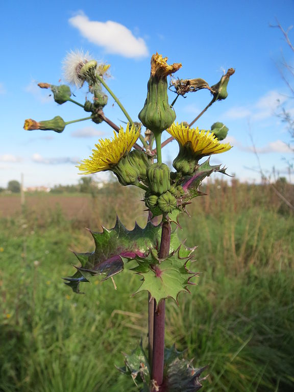 Raue Gänsedistel - Sonchus asper - Pflanze (AnRo0002, CC0, via Wikimedia Commons)