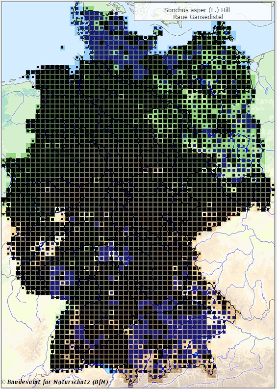 Raue Gänsedistel - Sonchus asper - Verbreitungsgebiet in Deutschland (Karte vom Bundesamt für Naturschutz, BfN, FloraWeb, abgerufen am 26.09.2022)