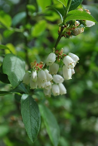 Rauschbeere - Vaccinium uliginosum - Blüten und Blätter (Maren79, CC BY-SA 4.0, via Wikimedia Commons)