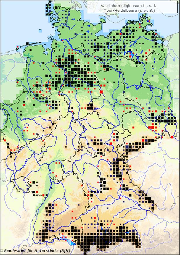 Rauschbeere - Vaccinium uliginosum - Verbreitungsgebiet in Deutschland (Karte vom Bundesamt für Naturschutz, BfN, FloraWeb, etablierte (neophytische) Vorkommen, abgerufen am 29.09.2022)