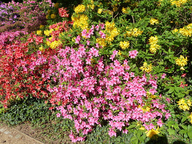 Rhododendronpark Dresden-Wachwitz (Dr. Bernd Gross, CC BY-SA 4.0, via Wikimedia Commons)