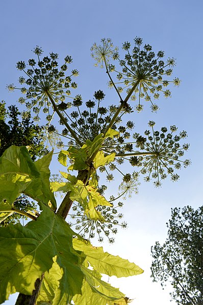 Riesen-Bärenklau - Heracleum mantegazzianum - Blüten von unten (Ragnar1904, CC BY-SA 4.0, via Wikimedia Commons)