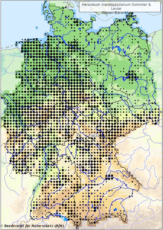 Riesen-Bärenklau - Heracleum mantegazzium - Verbreitungsgebiet in Deutschland (Karte vom Bundesamt für Naturschutz, BfN, FloraWeb, etablierte (neophytische) Vorkommen, abgerufen am 26.09.2022)