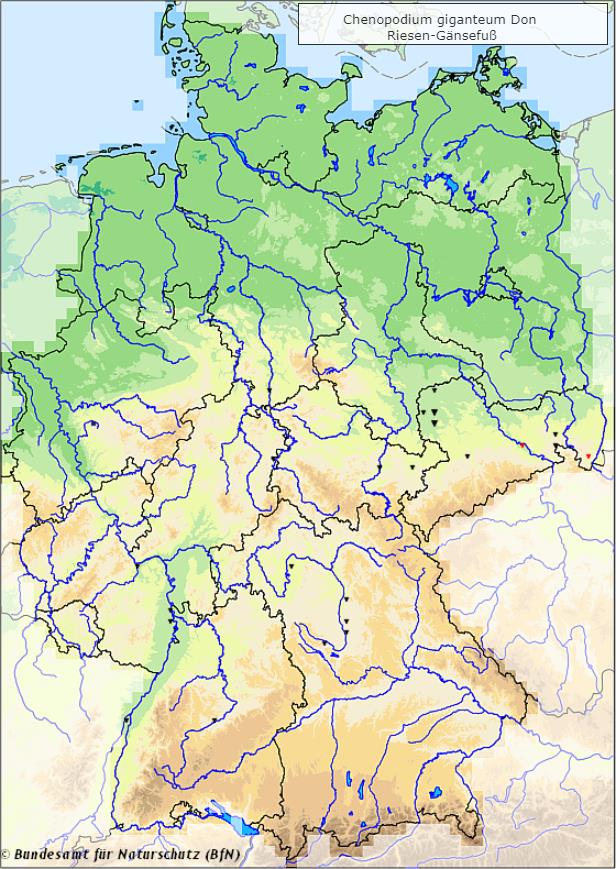 Riesen-Gänsefuß - Chenopodium giganteum - Verbreitungsgebiet in Deutschland (Karte vom Bundesamt für Naturschutz, BfN, FloraWeb, unbeständige (neophytische) Vorkommen, abgerufen am 30.09.2022)