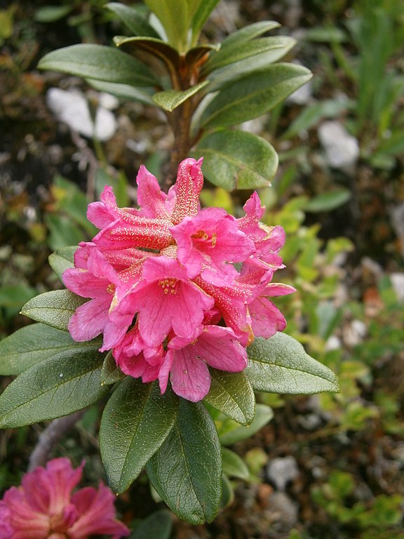 Rostblättrige Alpenrose - Rhododendron ferrugineum - Blüten (Meneerke bloem, CC BY-SA 4.0, via Wikimedia Commons)