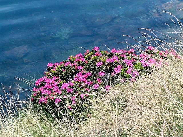 Rostblättrige Alpenrose - Rhododendron ferrugineum - Busch (Isidre blanc, CC BY-SA 4.0, via Wikimedia Commons)
