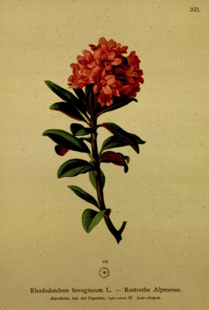 Rostblättrige Alpenrose - Rhododendron ferrugineum - Zeichnung (Rostblättrige Alpenrose - Rhododendron ferrugineum - Blüten)