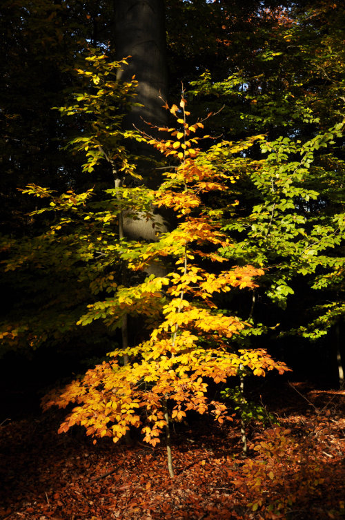 Rotbuche - Fagus sylvatica - Bäume im Herbst (Dr. Julia Naudszus)