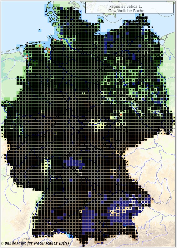 Rotbuche - Fagus sylvatica - Verbreitungsgebiet in Deutschland (Karte vom Bundesamt für Naturschutz, BfN, FloraWeb, abgerufen am 26.09.2022)