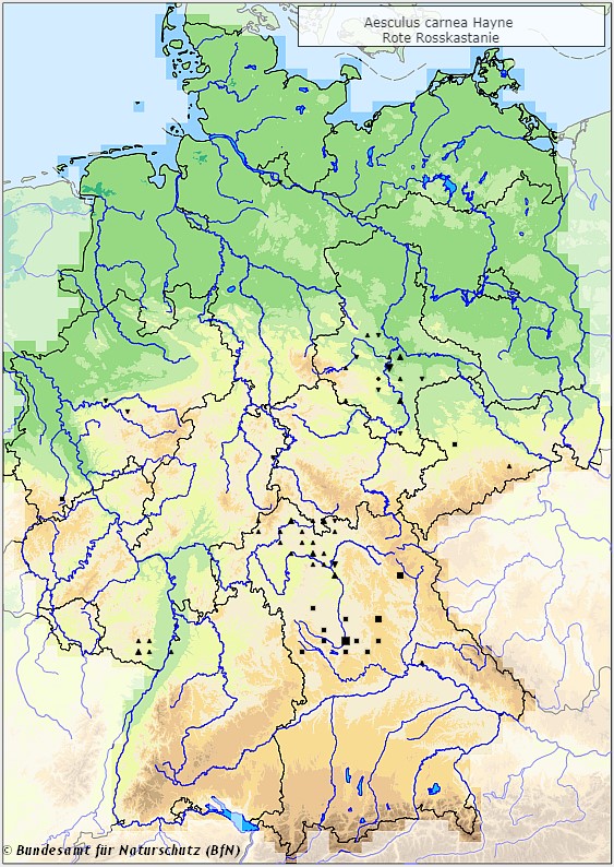 Rote Rosskastanie - Aesculus carnea - Verbreitungsgebiet in Deutschland (Karte vom Bundesamt für Naturschutz, BfN, FloraWeb, unbeständige (neophytische) Vorkommen, abgerufen am 26.09.2022)