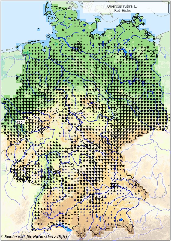 Roteiche - Quercus petraea- Verbreitungsgebiet in Deutschland (Karte vom Bundesamt für Naturschutz, BfN, FloraWeb, abgerufen am 26.09.2022)