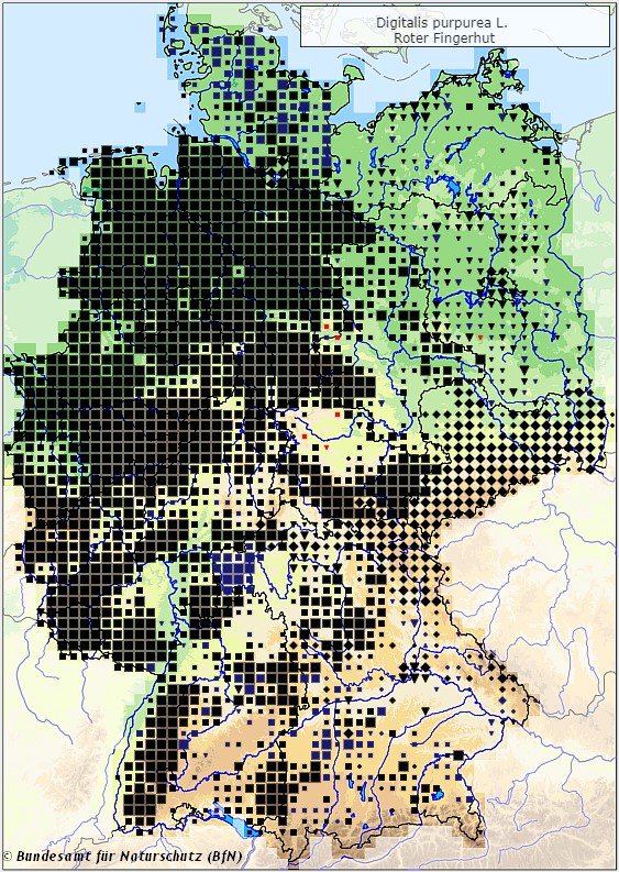 Roter Fingerhut - Digitalis purpurea - Verbreitungsgebiet in Deutschland (Karte vom Bundesamt für Naturschutz, BfN, FloraWeb, abgerufen am 25.09.2022)