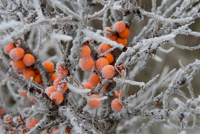 Sanddorn - Hippophae rhamnoides - Früchte im Winter (Svdmolen, CC BY-SA 3.0, via Wikimedia Commons)