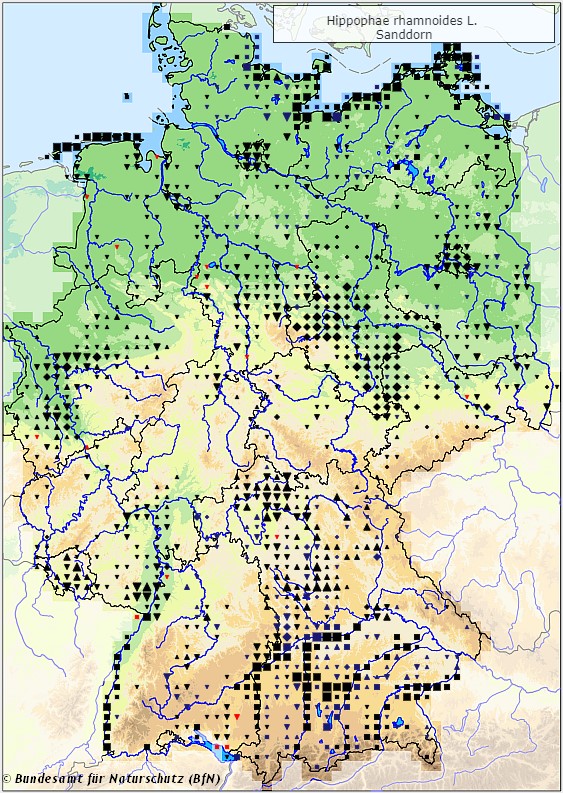 Sanddorn - Hippophae rhamnoides - Verbreitungsgebiet in Deutschland (Karte vom Bundesamt für Naturschutz, BfN, FloraWeb, abgerufen am 26.09.2022)