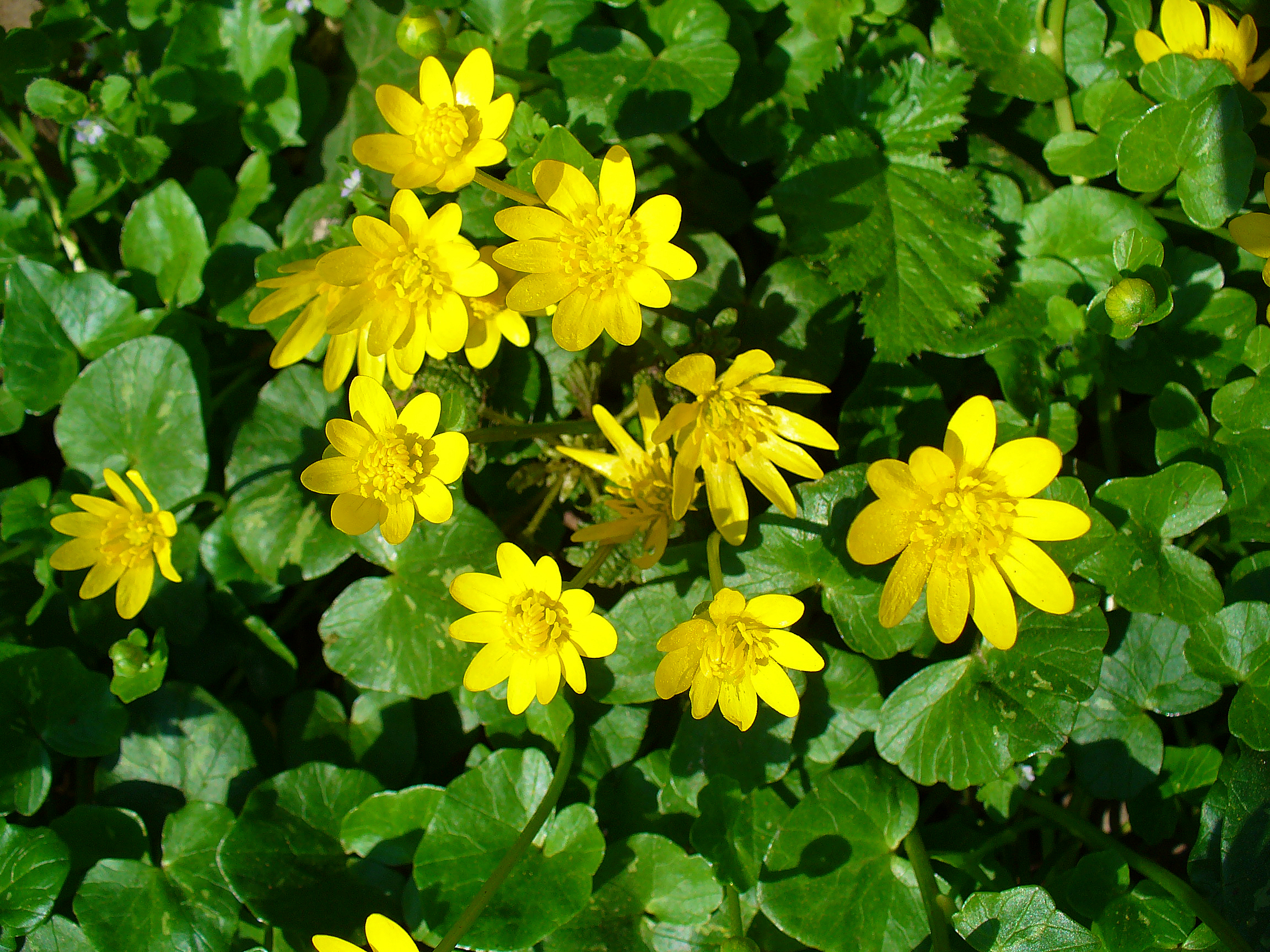 Scharbockskraut - Ficaria verna - Pflanze (Andreas Eichler, CC BY-SA 4.0, via Wikimedia Commons)