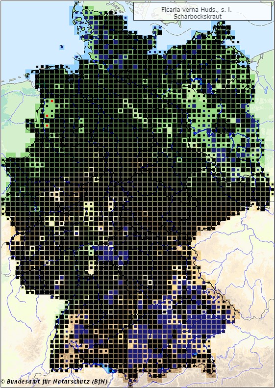 Scharbockskraut - Ficaria verna - Verbreitungsgebiet in Deutschland (Karte vom Bundesamt für Naturschutz, BfN, FloraWeb, abgerufen am 26.09.2022)