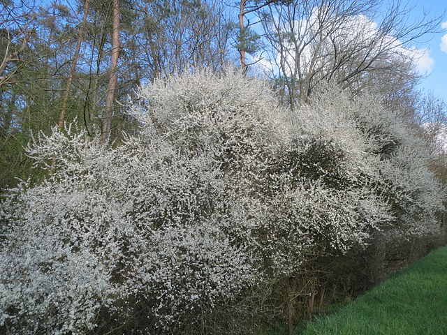 Schlehe - Prunus spinosa - Sträucher im Frühling (AnRo0002, CC0, via Wikimedia Commons)
