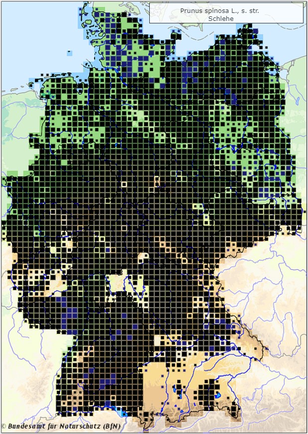 Schlehe - Prunus spinosa - Verbreitungsgebiet in Deutschland (Karte vom Bundesamt für Naturschutz, BfN, FloraWeb, abgerufen am 27.09.2022)