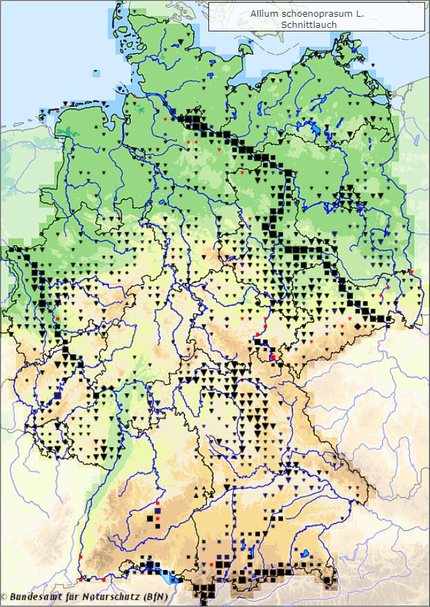 Schnittlauch - Allium schoenoprasum - Verbreitungsgebiet in Deutschland (Karte vom Bundesamt für Naturschutz, BfN, FloraWeb, abgerufen am 02.10.2022)