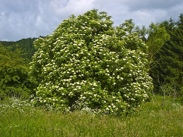 Schwarzer Holunder - Sambucus nigra - Pflanze (Willow, CC BY-SA 3.0, via Wikimedia Commons9