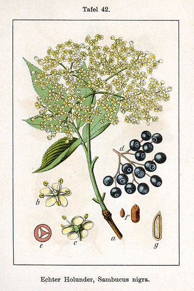 Schwarzer Holunder - Sambucus nigra - Zeichnung (Jacob Sturm, Johann Georg Sturm: Deutschlands Flora in Abbildungen. Tafeln. Nürnberg 1796, Public domain, via Wikimedia Commons)