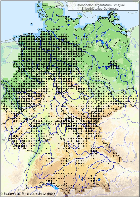 Silberblättrige Goldnessel - Lamium argentatum - Verbreitungsgebiet in Deutschland (Karte vom Bundesamt für Naturschutz, BfN, FloraWeb, etablierte (neophytische) Vorkommen, abgerufen am 26.09.2022)