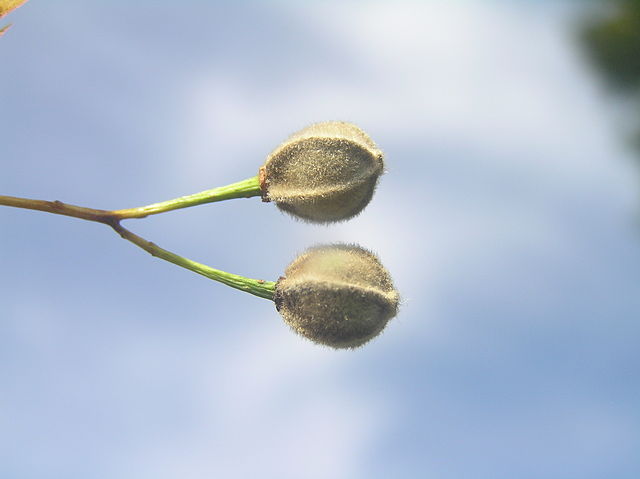 Sommerlinda - Tilia platyphyllos - Früchte (Jean-Pol GRANDMONT, CC BY-SA 3.0, via Wikimedia Commons)