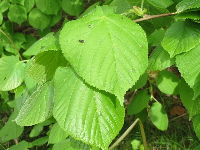 Sommerlinde - Tilia platyphyllos - Blätter (AnRo0002, CC0, via Wikimedia Commons)