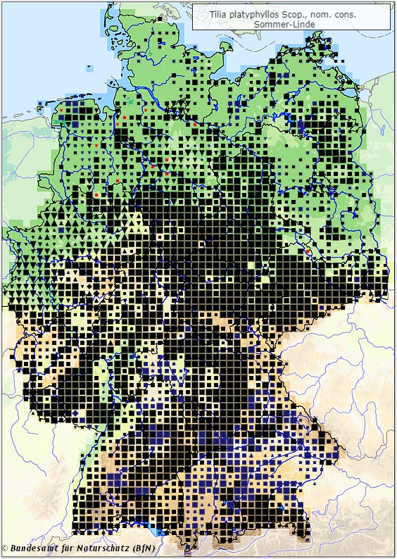 Sommerlinde - Tilia platyphyllos - Verbreitungsgebiet in Deutschland (Karte vom Bundesamt für Naturschutz, BfN, FloraWeb, abgerufen am 26.09.2022)