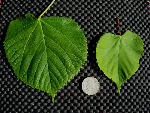 Sommerlinde und Winterlinde - Tilia platyphyllos und Tilia cordata - Vergleich der Blätter (- Ptelea, CC BY-SA 4.0, via Wikimedia Commons)