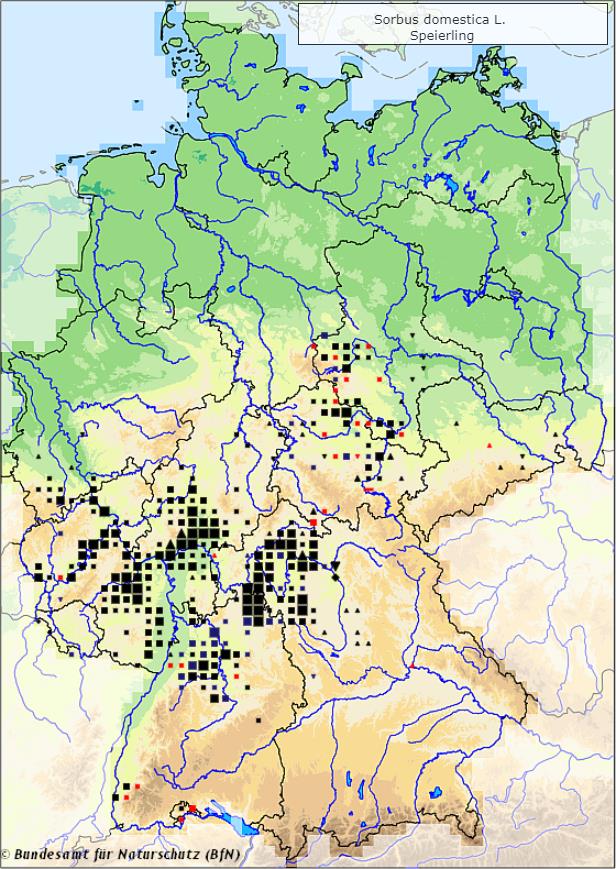 Speierling - Sorbus domestica - Verbreitungsgebiet in Deutschland (Karte vom Bundesamt für Naturschutz, BfN, FloraWeb, abgerufen am 03.10.2022)