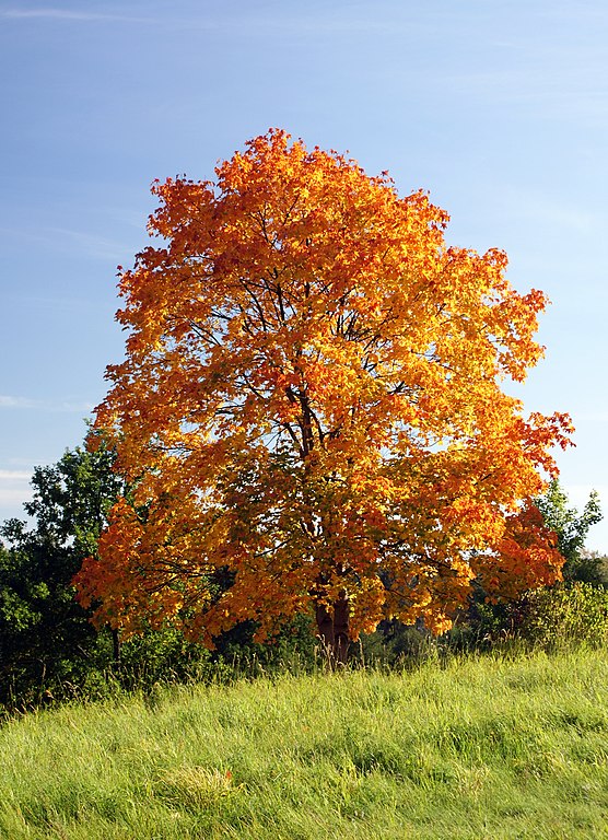 Spitz-Ahorn - Acer platanoides - Baum im Herbst (Włodzimierz Wysocki, CC BY-SA 3.0, via Wikimedia Commons)