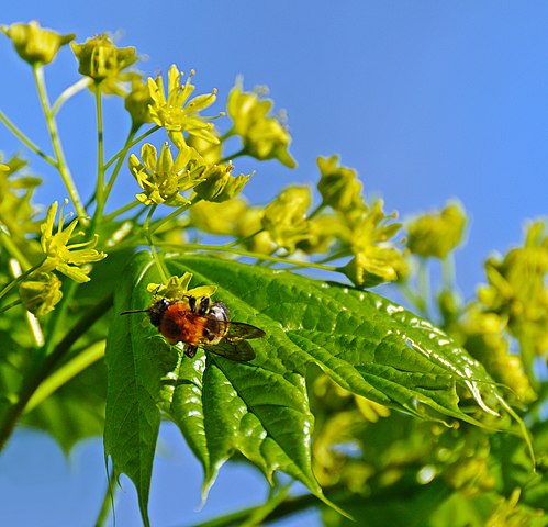 Spitz-Ahorn - Acer platanoides - Ackerhummerl auf einer Ahorn-Blüten (Ввласенко, CC BY-SA 3.0, via Wikimedia Commons)