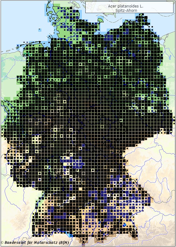 Spitz-Ahorn - Acer platanoides - Verbreitungsgebiet in Deutschland (Karte vom Bundesamt für Naturschutz, BfN, FloraWeb, abgerufen am 26.09.2022)