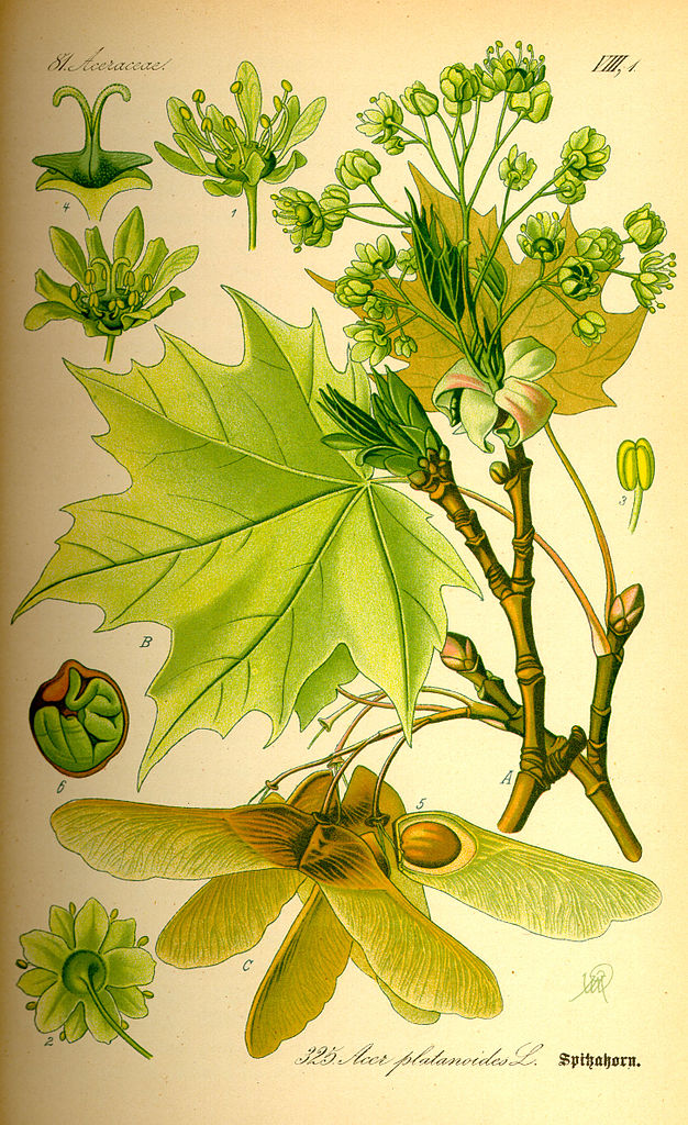 Spitz-Ahorn - Acer platanoides - Zeichnung (Prof. Dr. Otto Wilhelm Thomé Flora von Deutschland, Österreich und der Schweiz 1885, Gera, Germany, Public Domain, via Wikimedia Commons)