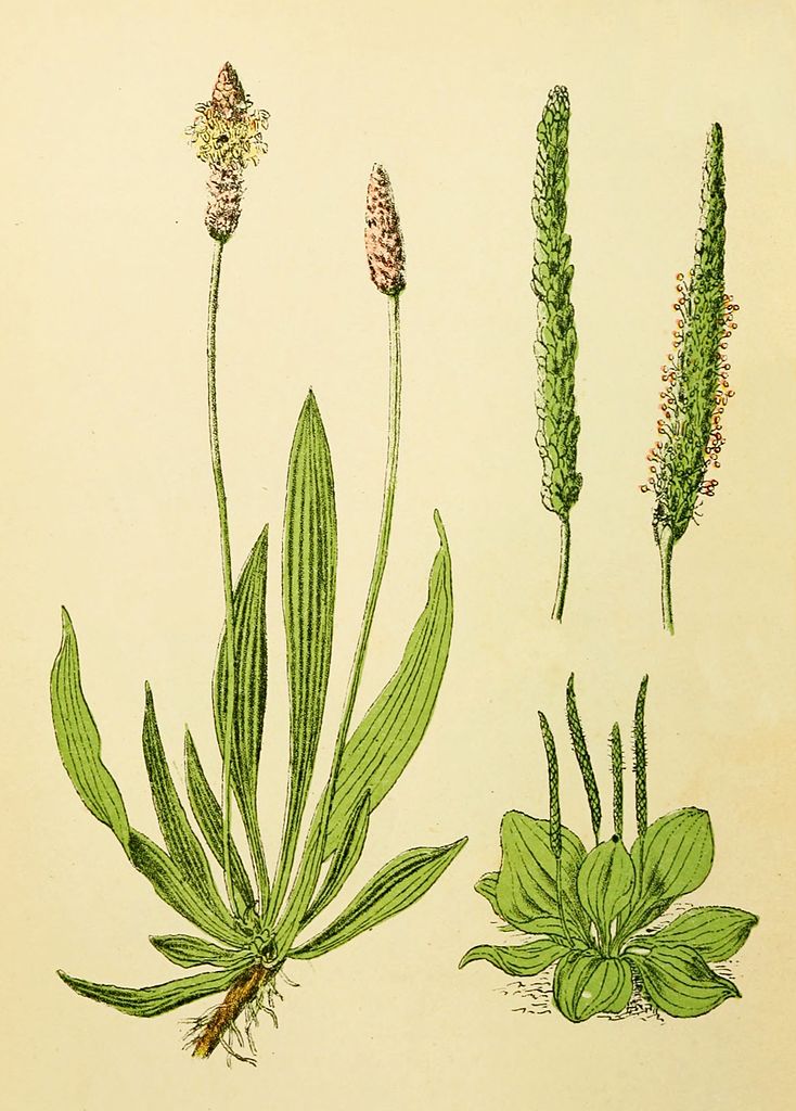 Spitzwegerich - Plantago lanceolata - Zeichnung (Plantenschat door Frederike J. van Uildriks en Dr. Vitus Bruinsma, Groningen, 1898, Public domain, via Wikimedia Commons)