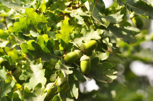 Stieleiche - Quercus robur - Eicheln und Blätter (Dr. Julia Naudszus)