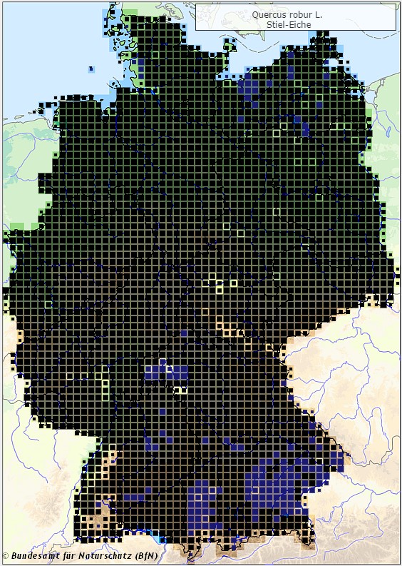 Stieleiche - Quercus robur - Verbreitungsgebiet in Deutschland (Karte vom Bundesamt für Naturschutz, BfN, FloraWeb, abgerufen am 26.09.2022)