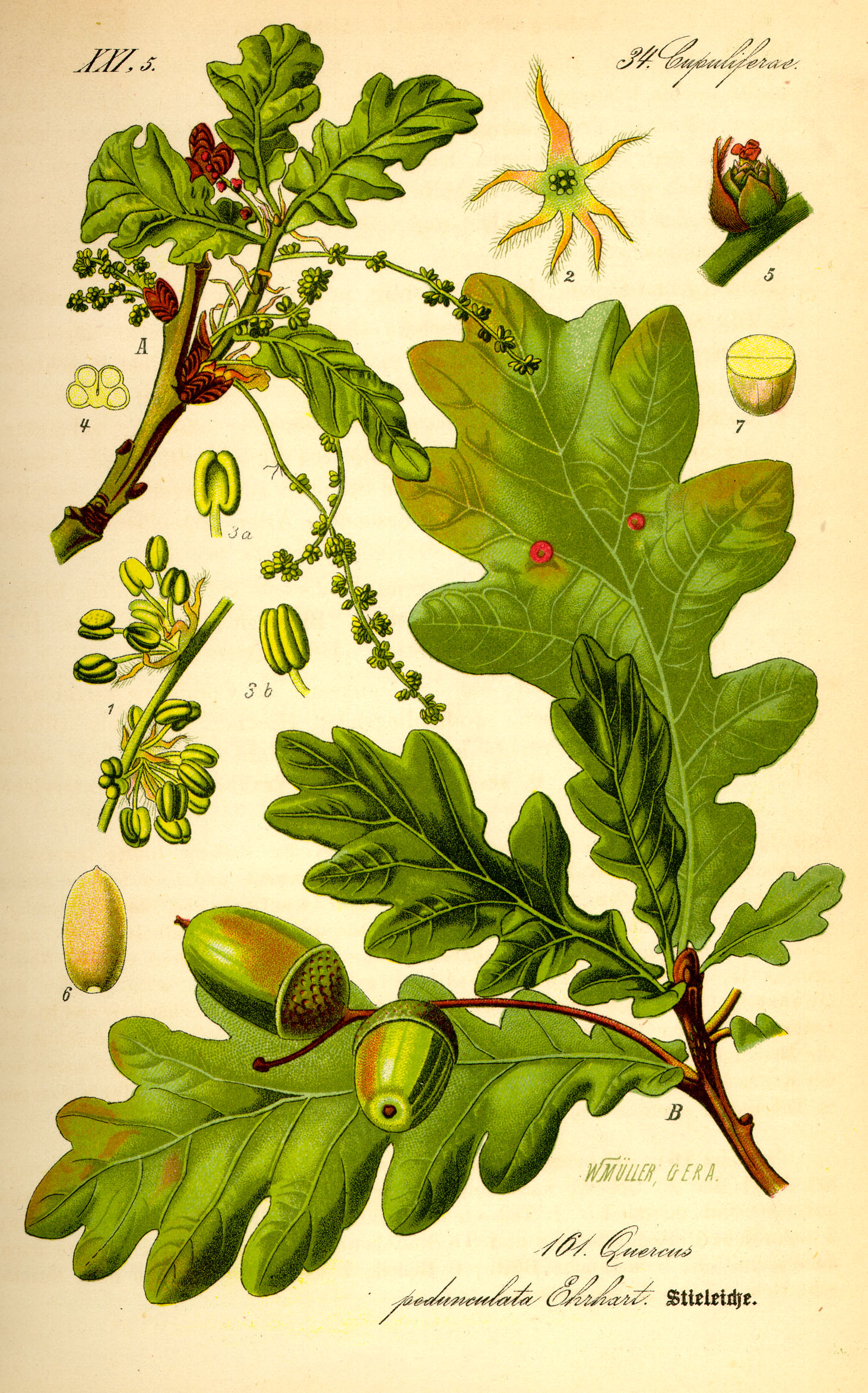 Stieleiche - Quercus robur - Zeichnung (Prof. Dr. Otto Wilhelm Thomé: Flora von Deutschland, Österreich und der Schweiz 1885, Gera, Germany, http://www.biolib.de/thome/band2/tafel_003.jpg)