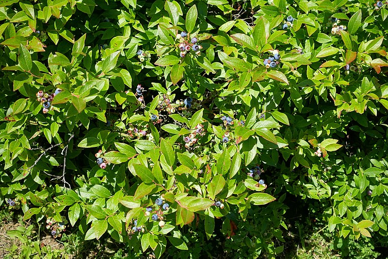 Strauch-Heidelbeere - Vaccinium x atlanticum - Strauch mit Früchten (Daderot, CC0, via Wikimedia Commons)