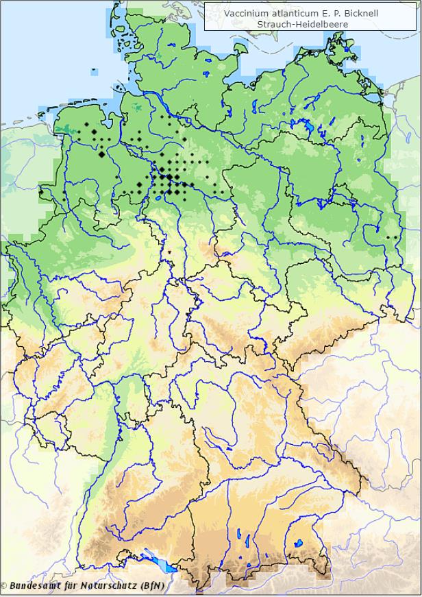 Strauch-Heidelbeere - Vaccinium x atlanticum - Verbreitungsgebiet in Deutschland (Karte vom Bundesamt für Naturschutz, BfN, FloraWeb, etablierte (neophytische) Vorkommen, abgerufen am 29.09.2022)