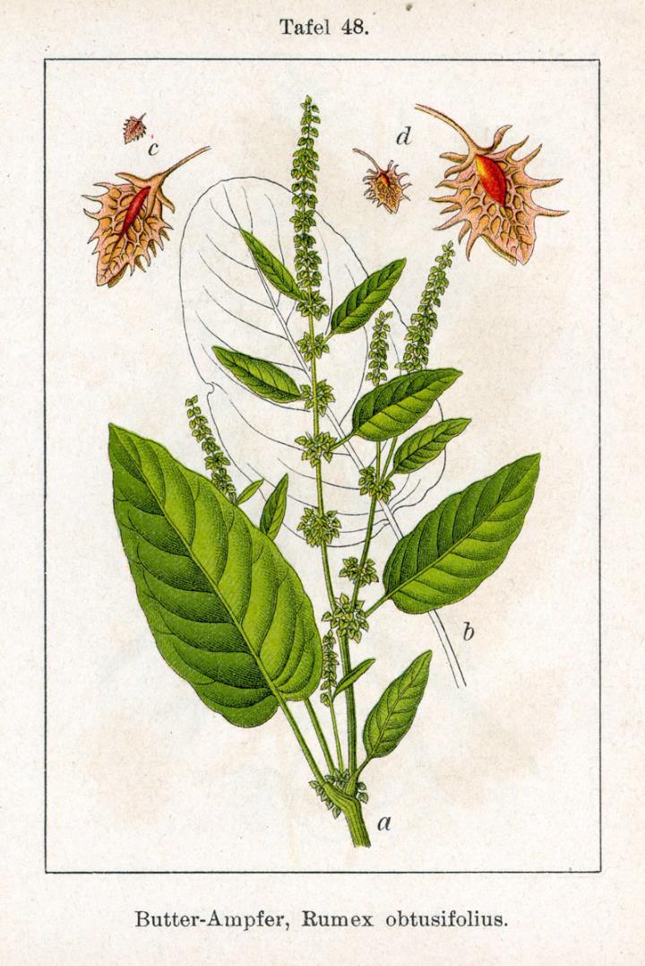 Stumpfblättriger Sauerampfer - Rumex obtusifolius - Zeichnung (Jacob Sturm, Johann Georg Sturm: Deutschlands Flora in Abbildungen. Tafeln. Tafel 48, Nürnberg 1796)