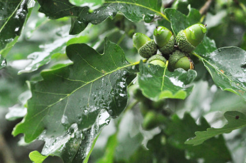 Traubeneiche - Quercus petraea - Eicheln und Blätter nach Regen (Dr. Julia Naudszus)