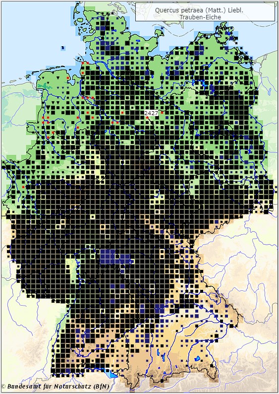 Traubeneiche - Quercus petraea- Verbreitungsgebiet in Deutschland (Karte vom Bundesamt für Naturschutz, BfN, FloraWeb, abgerufen am 26.09.2022)