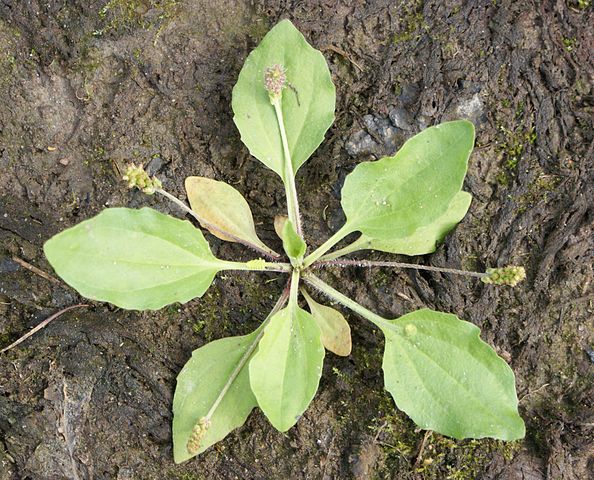 Vielsamiger Breitwegerich - Plantago major subsp. intermedia - Pflanze (Krzysztof Ziarnek, Kenraiz, CC BY-SA 4.0, via Wikimedia Commons)