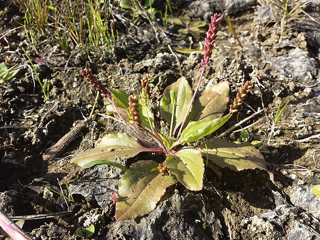 Vielsamiger Breitwegerich - Plantago major subsp intermedia - Pflanze (Stefan.lefnaer, CC BY-SA 4.0, via Wikimedia Commons)
