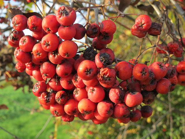 Vogelbeere - Sorbus aucuparia - Früchte (AnRo0002, CC0, via Wikimedia Commons)