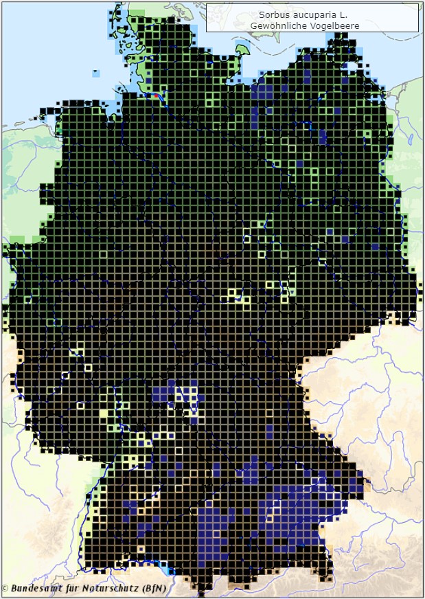 Vogelbeere - Sorbus aucuparia - Verbreitungsgebiet in Deutschland (Vogelbeere - Sorbus aucuparia - Verbreitungsgebiet in Deutschland (Karte vom Bundesamt für Naturschutz, BfN, FloraWeb, abgerufen am 27.09.2022))